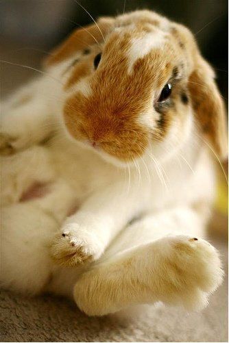 image_213233