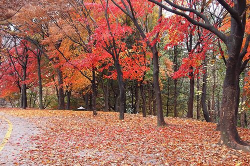 image_218101