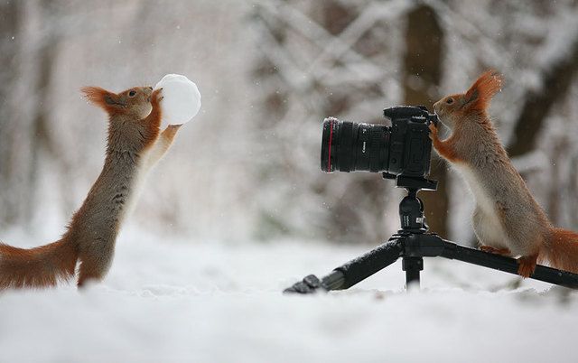 https://image.sistacafe.com/images/uploads/content_image/image/221438/1475308310-squirrel-photography-russia-vadim-trunov-7.jpg