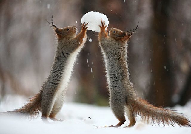 1475308438 squirrel photography russia vadim trunov 1