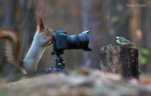 https://image.sistacafe.com/images/uploads/content_image/image/221442/1475308622-squirrel-photography-russia-vadim-trunov-2-1.jpg
