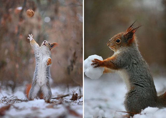 1475308945 squirrel photography russia vadim trunov 17