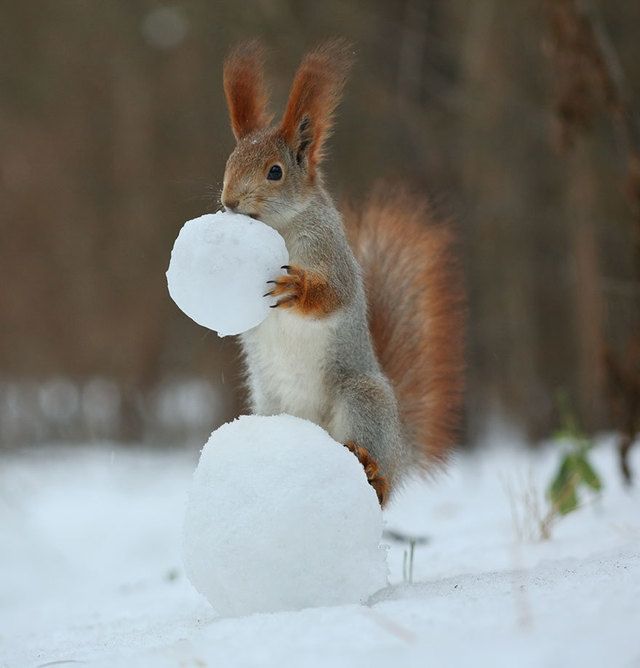 image_221450
