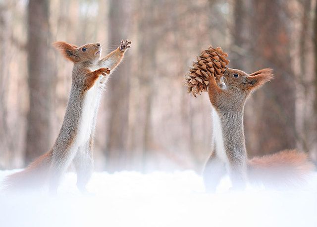 image_221451