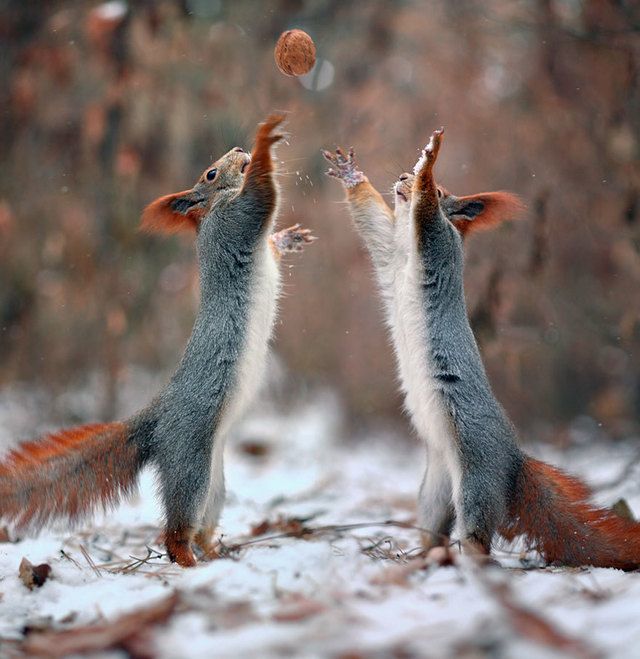image_221453