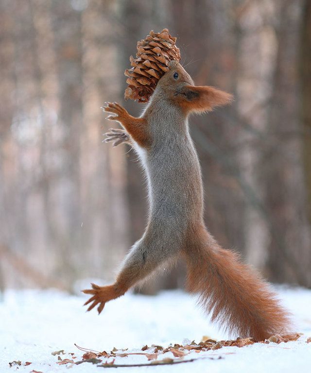 image_221454