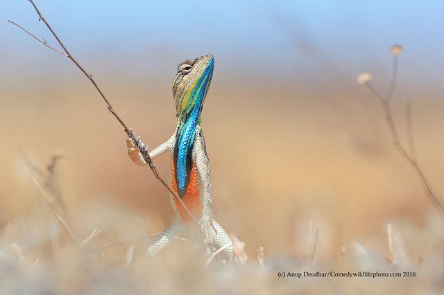 1475469196 comedy wildlife photography awards 2016 3 57f103a1767e2  880