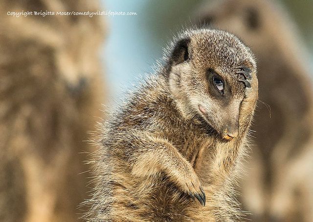 1475469222 comedy wildlife photography awards 2016 5 57f103a4e393d  880