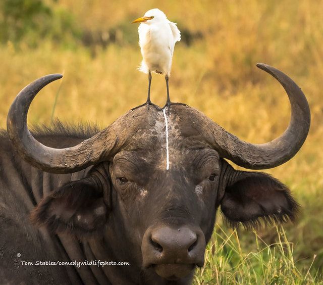 1475469243 comedy wildlife photography awards 2016 7 57f103aa749e0  880
