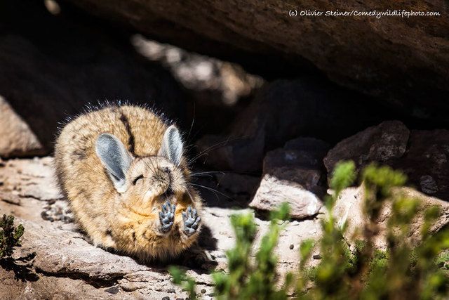 1475469253 comedy wildlife photography awards 2016 1 57f1039d78080  880