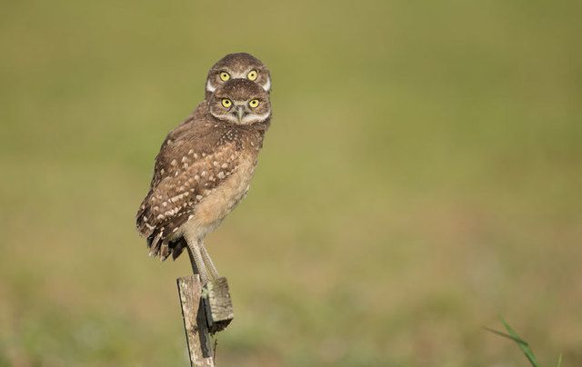 1475469267 comedy wildlife photography awards 2016 44 57f10c0a635fb  880