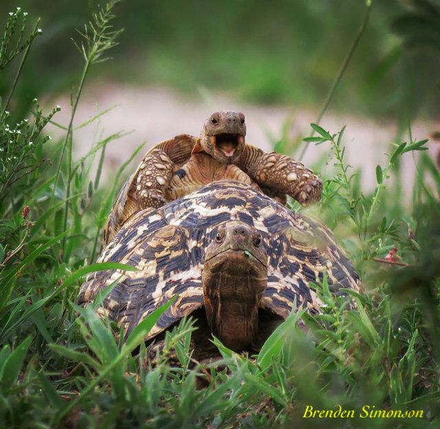 1475469312 comedy wildlife photography awards 2016 12 57f103b4d465c  880