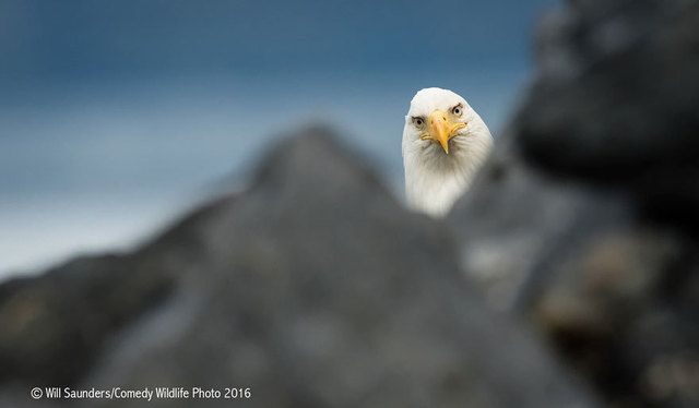1475469322 comedy wildlife photography awards 2016 16 57f103bc39888  880