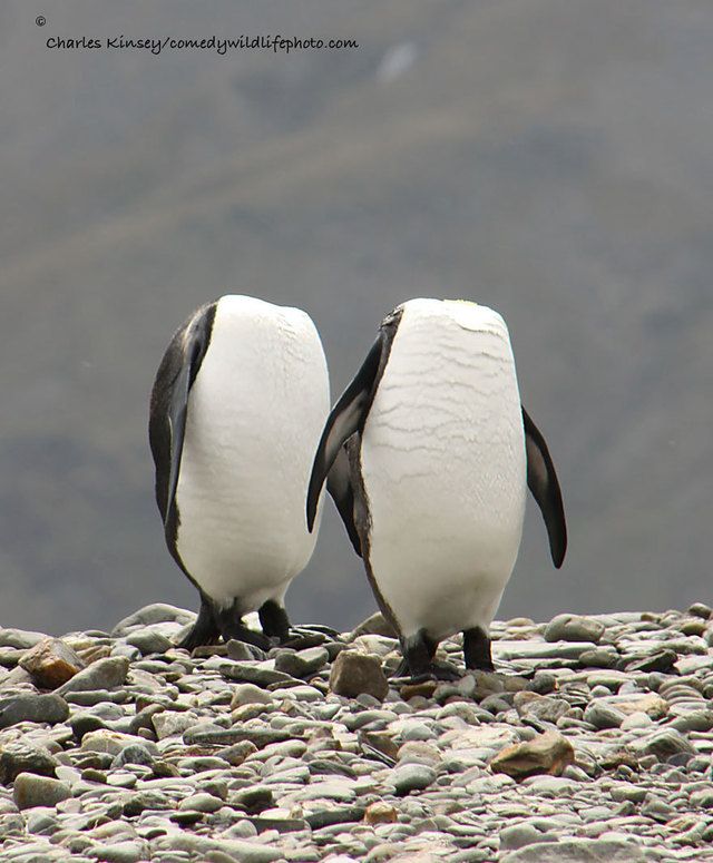 1475469333 comedy wildlife photography awards 2016 11 57f103b20c0bf  880