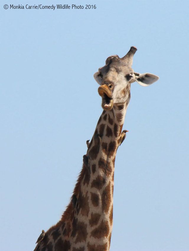 1475469348 comedy wildlife photography awards 2016 24 57f103cb682a1  880