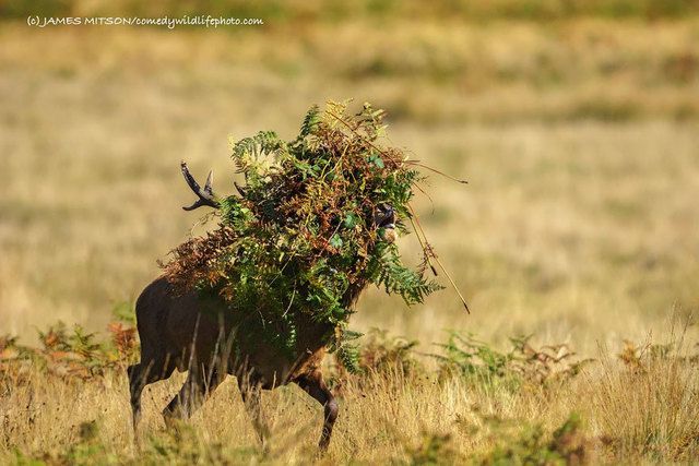1475469358 comedy wildlife photography awards 2016 33 57f109ef769fa  880