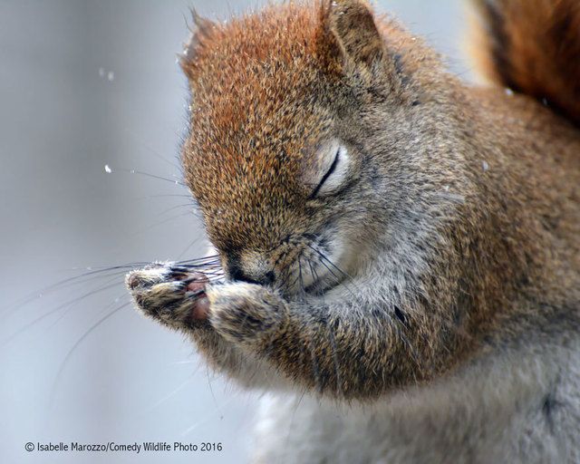 1475469382 comedy wildlife photography awards 2016 20 57f103c4e9ba0  880