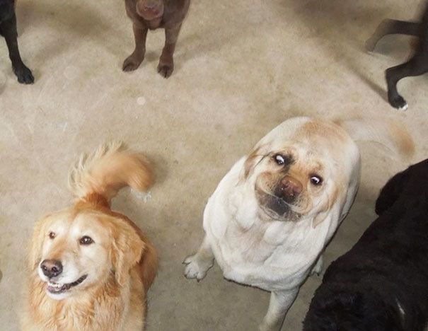1475566294 funny unphotogenic derp animals 47 57ee300b5bbf8  605