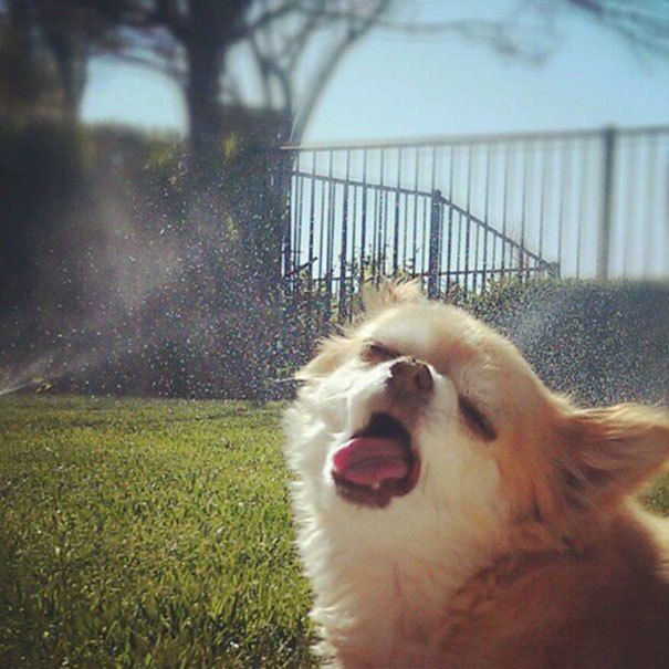 1475566305 funny unphotogenic derp animals 39 57f250295034a  605