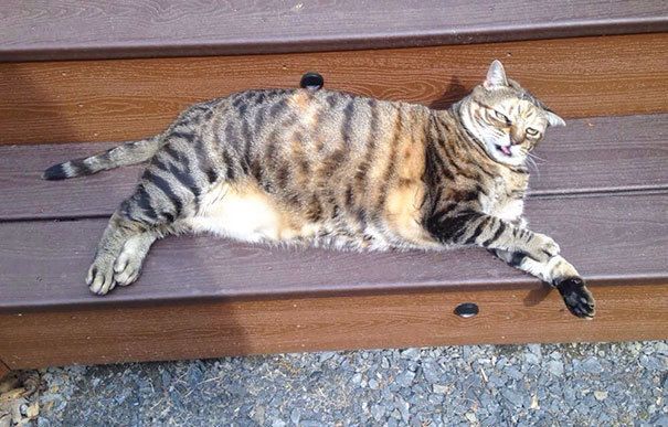 1475566316 funny unphotogenic derp animals 20 57ee15a0b2862  605