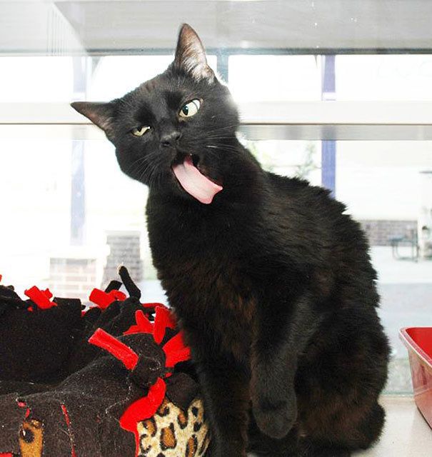 1475566394 funny unphotogenic derp animals 57 57ee5d2c7fb72  605