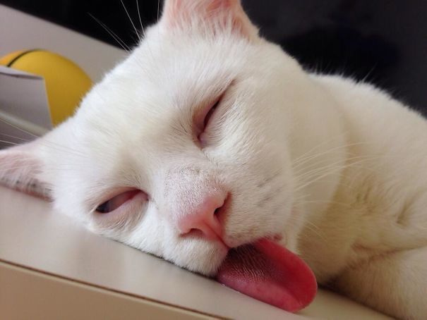https://image.sistacafe.com/images/uploads/content_image/image/223381/1475566524-funny-unphotogenic-derp-animals-37-57f24cd6c2175__605.jpg