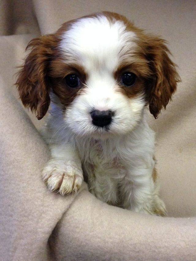 1438106646 cavalier king charles spaniel puppies 52c157d06c299