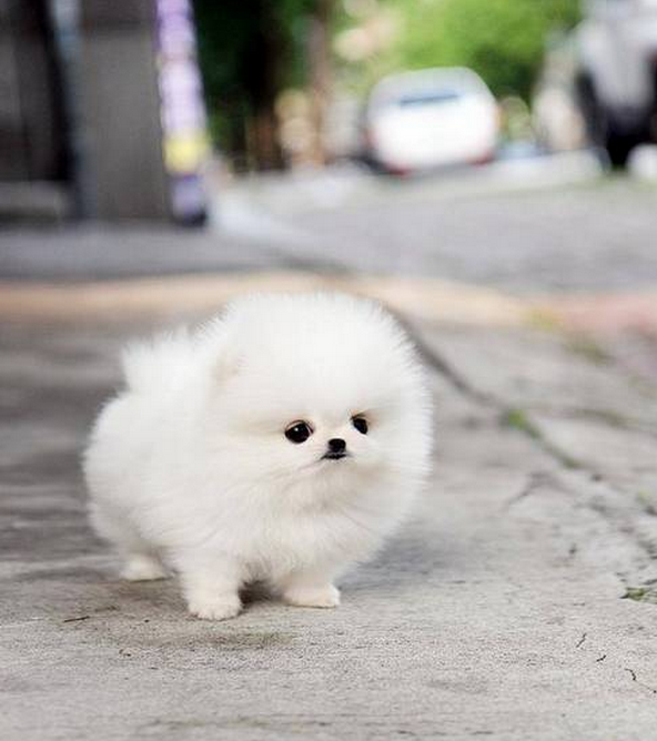 1438108669 pomeranian puppy white dog