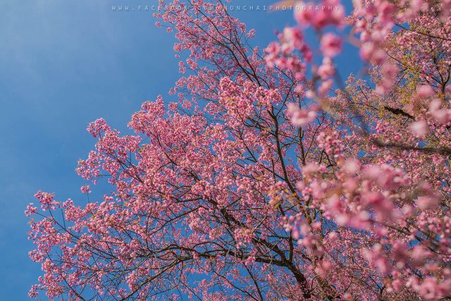 image_225445