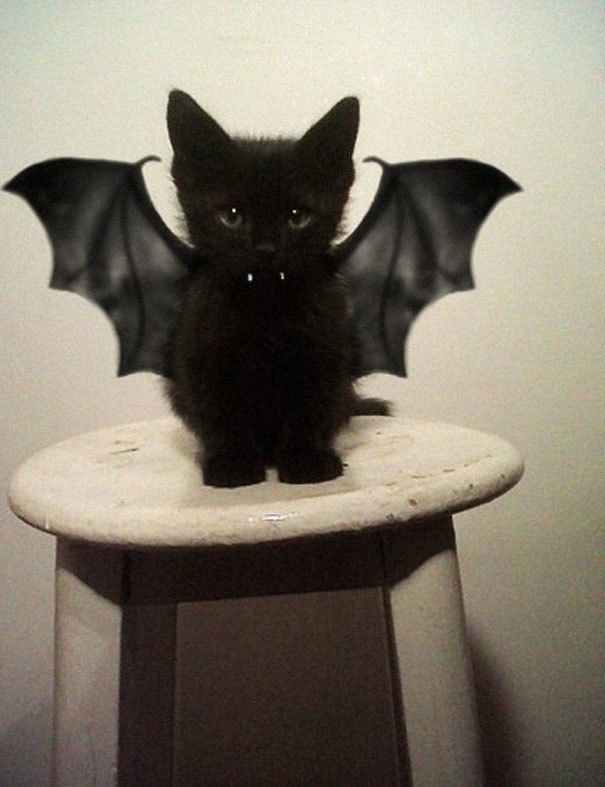 1475931417 halloween cat costumes 19 57f75fe01d15b  605