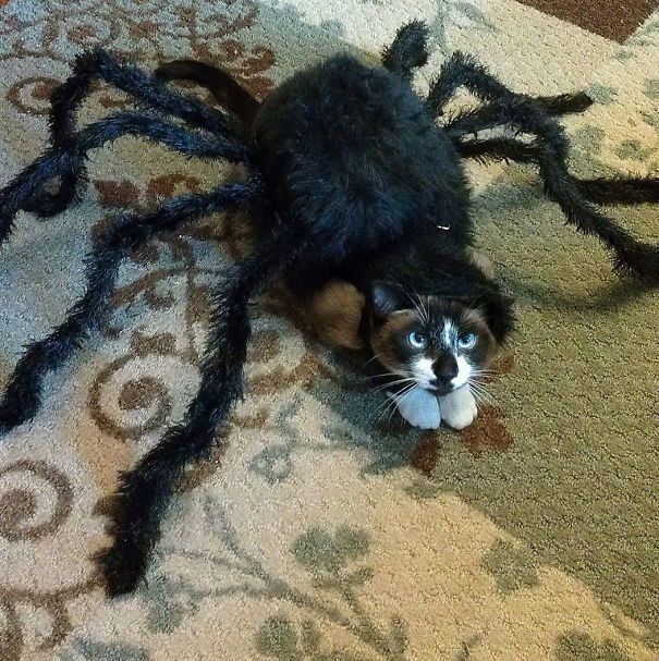 1475931707 halloween cat costumes 26 57f75ff4f0541  605