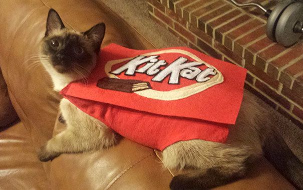 https://image.sistacafe.com/images/uploads/content_image/image/226714/1475932219-halloween-cat-costumes-10-57f75fcba7997__605.jpg