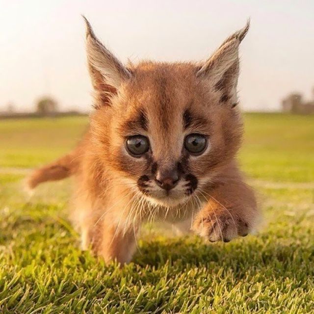 1476164845 cute baby caracals 29