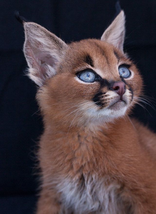 1476164856 cute baby caracals 6 57fb5c41e28e0  700