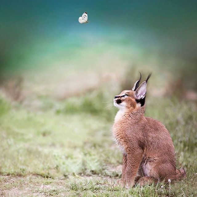 1476164884 cute baby caracals 20 57fb7735da5a8  700