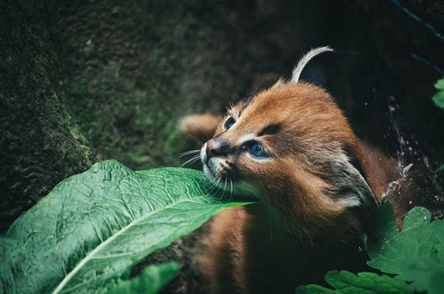 https://image.sistacafe.com/images/uploads/content_image/image/228385/1476165028-cute-baby-caracals-18-57fb6239c78bc__700.jpg