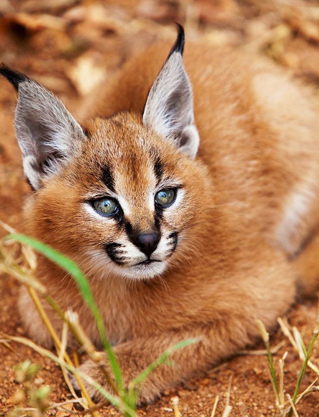 1476165039 cute baby caracals 24 57fb78e6c26be  700