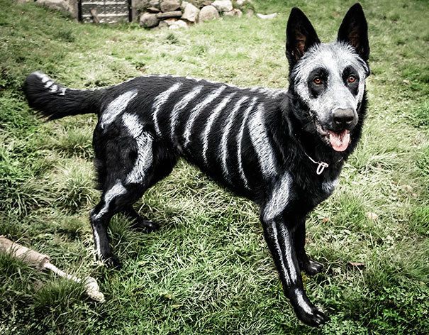 1476273711 halloween dog costumes 22 57fcb679edcf9  605