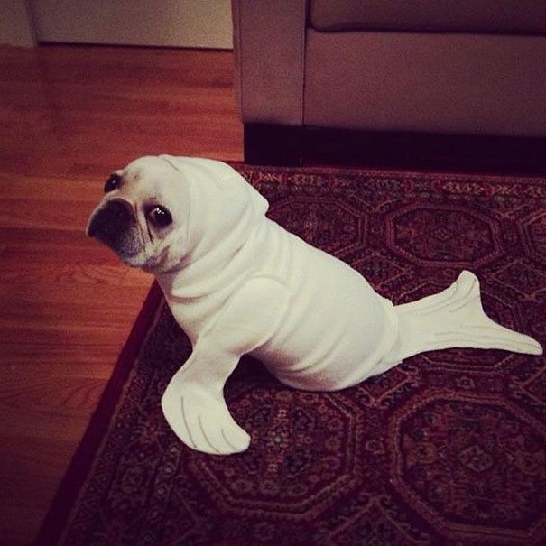 https://image.sistacafe.com/images/uploads/content_image/image/229517/1476273868-halloween-dog-costumes-8-57fcb656f32b1__605.jpg