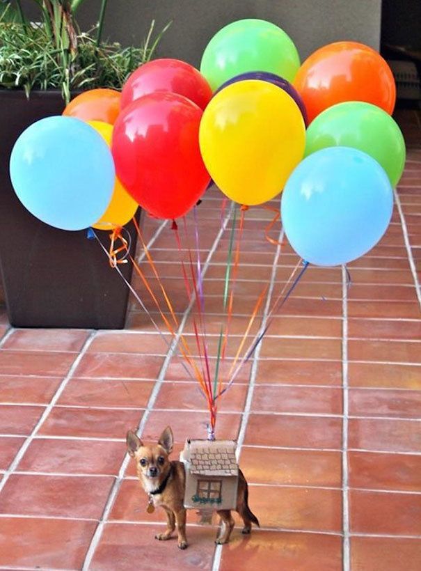 1476274120 halloween dog costumes 35 57fcb6995097a  605