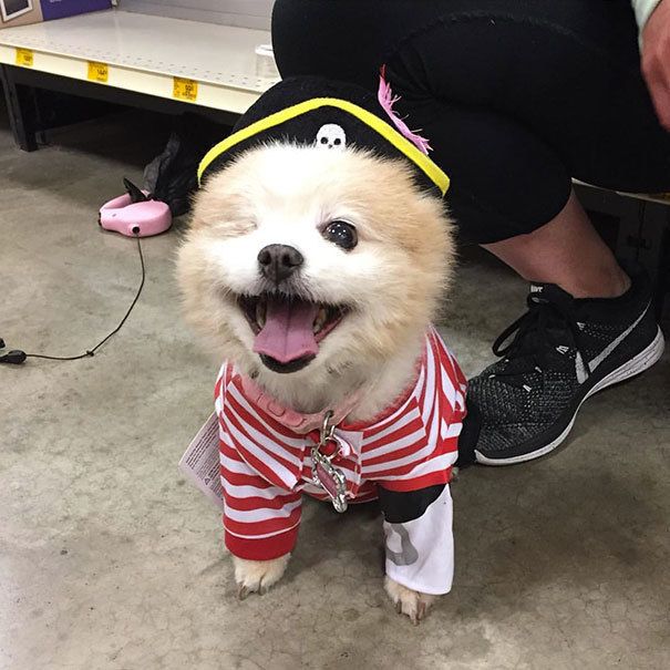 1476274249 halloween dog costumes 67 57fce4b9cd662  605