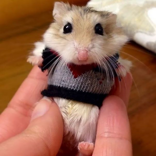 1476939891 cute animals wearing tiny sweaters 23 57ff6fe79105f  605