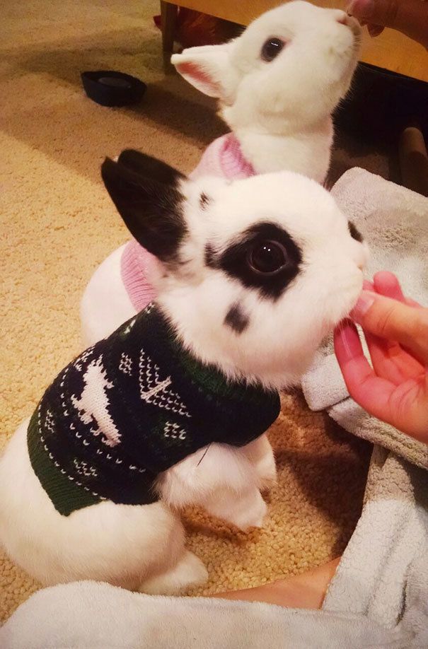 1476939913 cute animals wearing tiny sweaters 79 5804cecfbbde8  605