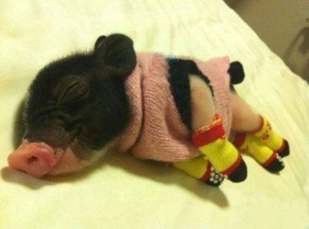 1476939926 cute animals wearing tiny sweaters 6 57ff4f775330d  605