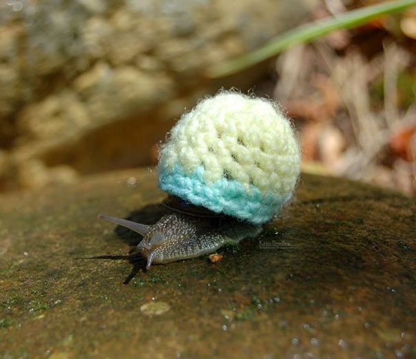 1476939949 cute animals wearing tiny sweaters 5 57ff4f758018d  605