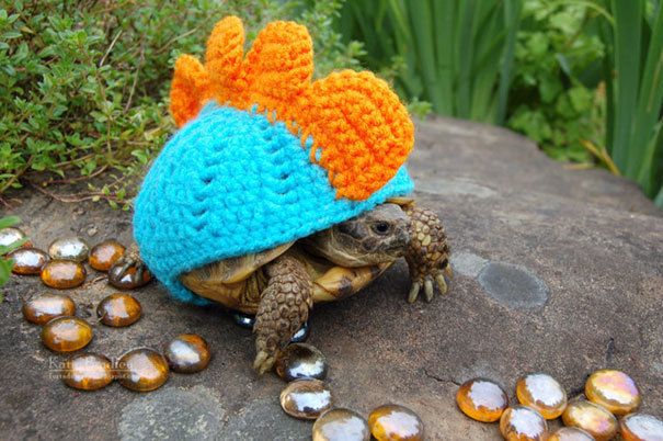 1476939962 cute animals wearing tiny sweaters 16 57ff4f9a2a4f8  605