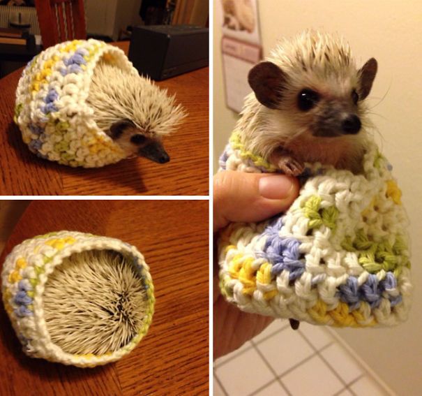1476940038 cute animals wearing tiny sweaters 85 5804d7834c9c8  605