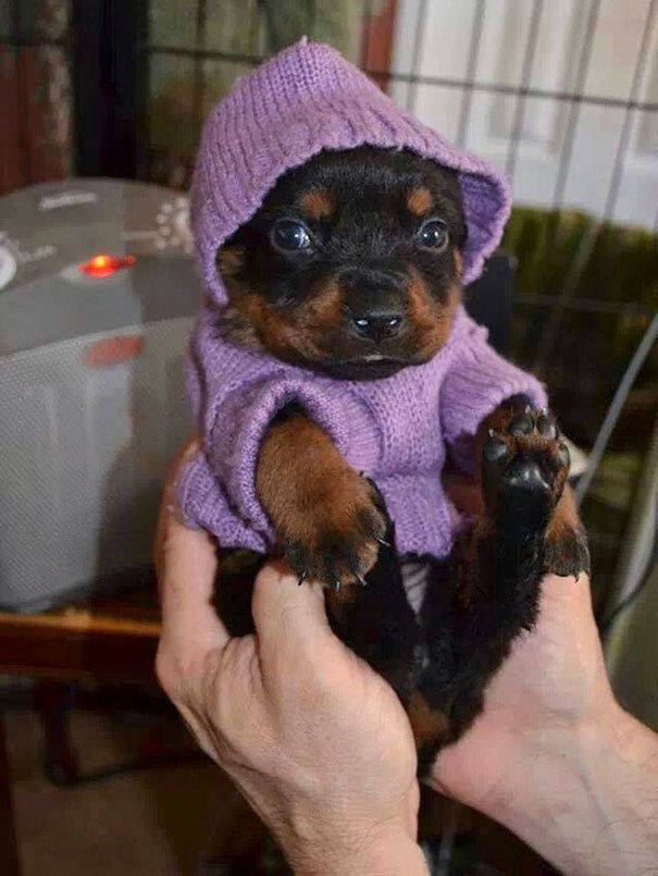 1476940108 cute animals wearing tiny sweaters 45 57ff927356740  605