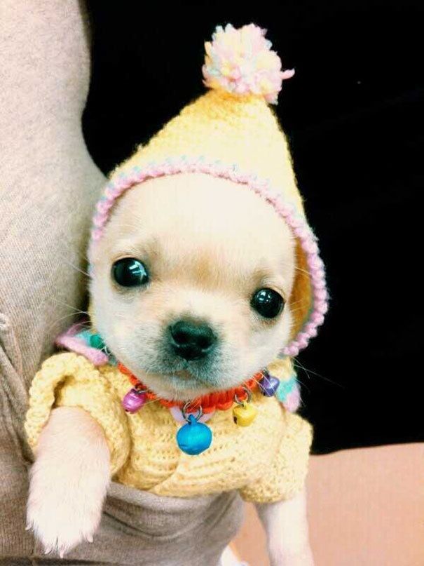 1476940217 cute animals wearing tiny sweaters 80 5804cf47b25e6  605