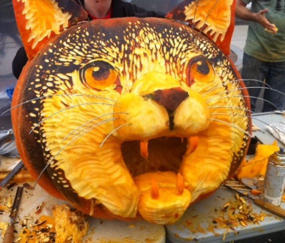 https://image.sistacafe.com/images/uploads/content_image/image/235812/1477297089-cat-pumpkin.jpg